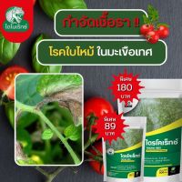 กำจัดเชื้อรา สาเหตุของโรคใบไหม้ ในมะเขือเทศ ไตรโคเดอร์มา ไตรโคเร็กซ์ ปลอดภัยต่อคนและสัตว์เลี้ยง 100%