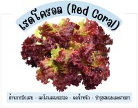 เมล็ดผักไฮรโดรโปรนิกส์ เรดโครอล  100 เมล็ด/ ผักกาดหอมแดง (Red Coral Lettuce)