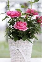 30 เมล็ด Seeds เมล็ดพันธุ์ ดอกกุหลาบ สีชมพู พันธุ์แคระ กุหลาบจิ๋ว Rose Seeds