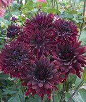 รักเร่ Dahlia Bulb สายพันธุ์ Black touch 1 หัว/ออเดอร์  หัวรักเร่ ดอกไม้ หัวหน่อ เหง้า นำเข้า เนเธอร์แลน หัวสดใหม่