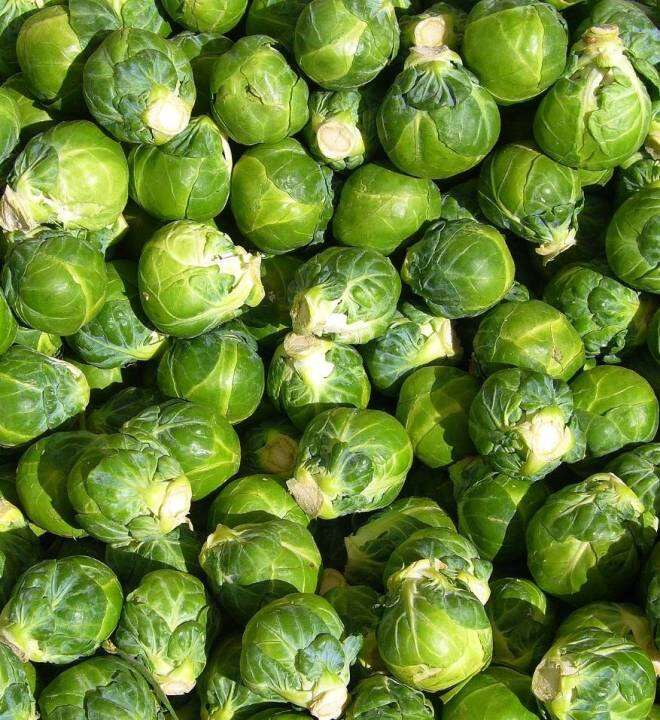 กะหล่ำดาว-เมล็ดพันธุ์กะหล่ำดาวบรัสเซล-brussel-sprouts-seeds-บรรจุ-10-เมล็ด