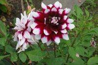 35 เมล็ด เมล็ดพันธุ์ Mystery Dahlia สายพันธุ์ยุโรป ดอกรักเร่ นำเข้าจากอังกฤษ seeds ดอกใหญ่ พร้อมคู่มือปลูก Dahlia seed.