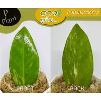 ?สินค้าขายดี? [T43ด่างกระจายใบใหญ่]กวักมรกตด่าง #ZAMIOCULCAS ZAMIFOLIA 100%  #ไม้ฟอกอากาศ #ไม้ใบ #ไม้มงคล