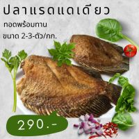 !!มาใหม่จ้า!!ปลาแรด ปลาแดดเดียว ปลาทอดพร้อมทาน ปลาเนื้อแน่น สะอาดสดใหม่ ไม่เหม็นคาวดิน ปลาคุณภาพปลาสุพรรณจ้า ขนาด 2-3 ตัว/กก.