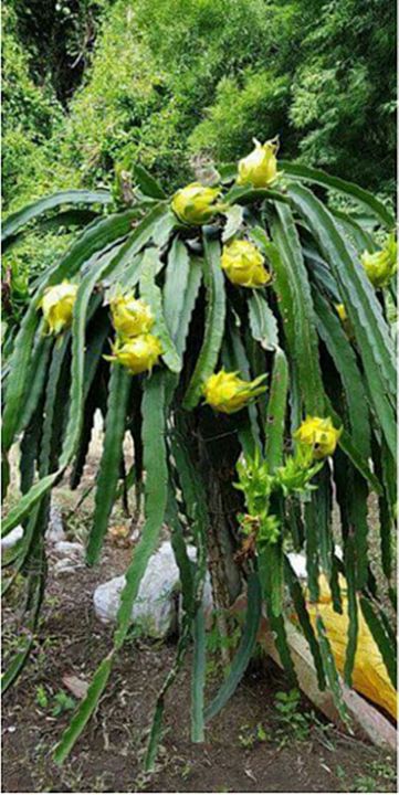 ขายส่ง-100-เมล็ด-เมล็ดแก้วมังกรเหลืองอิสราเอล-yellow-dragon-fruit-from-israel-แก้วมังกรสีเหลือง-แก้วมังกร-dragon-fruit-ผลไม้-หายาก-เกษตรยุคใหม่