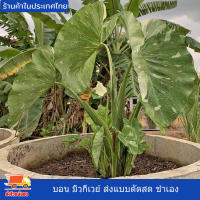 บอน บอนด่าง บอนโคโลคาเซีย มิลค์กี้เวย์ Colocasia Milky Way สายพันธุ์แท้ แบบตัดสด ชำเอง ใบจะมีด่างขาวนวล บางใบเป็นสีขาวทั้งหมด หายาก งานตามหา