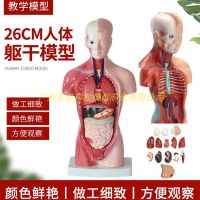 26 cm body internal organs model medical AIDS fancy removable medicine anatomical model