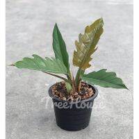 ( Promotion+++) คุ้มที่สุด ฟิโลเดนดรอน พิณนาค ล็อตใหม่ฟอร์มสวย (Philodendron caramel marble green) ราคาดี พรรณ ไม้ น้ำ พรรณ ไม้ ทุก ชนิด พรรณ ไม้ น้ำ สวยงาม พรรณ ไม้ มงคล