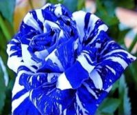 30 เมล็ด เมล็ดพันธุ์ กุหลาบ สตาร์แอนด์สไตร้พส์ Tiger Striped Rose seed สี ขาว-ฟ้า ดอกใหญ่ นำเข้าจากต่างประเทศ พร้อมคู่มือ เมล็ดสด ใหม่