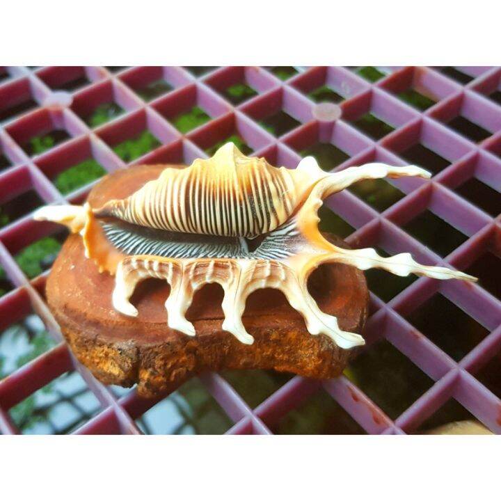 Scorpion spider conch premium seashells lazada