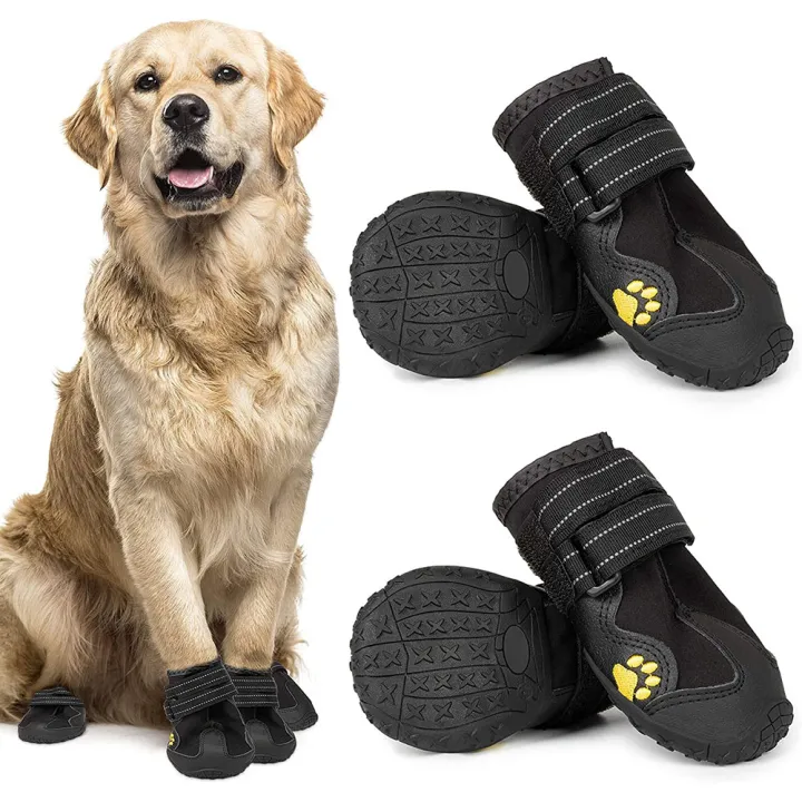 can dogs walk with shoes