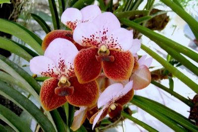 30 เมล็ดพันธุ์ เมล็ดกล้วยไม้ ฟาแลนนอปซิส (Phalaenopsis Orchids) Orchid flower seeds อัตราการงอก 80-85%