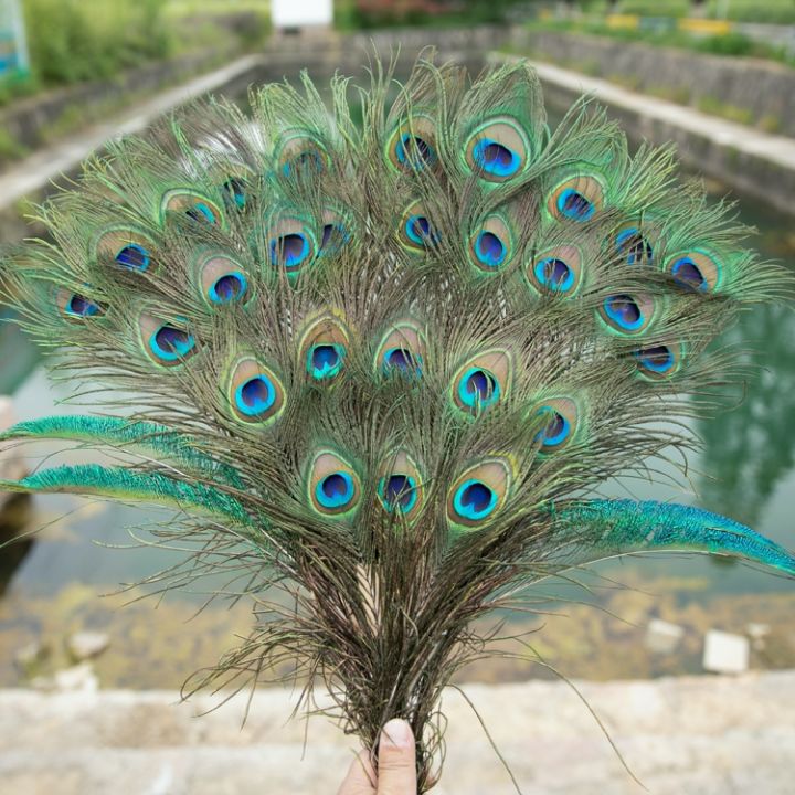 natural-peacock-feathers-living-room-internet-celebrity-diy-ornaments-large-feather-tail-hair-real-decoration