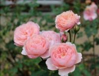 30 เมล็ด เมล็ดพันธุ์ กุหลาบ พันธุ์ The Alnwick Rose Seed ดอกใหญ่ นำเข้าจากต่างประเทศ พร้อมคู่มือ