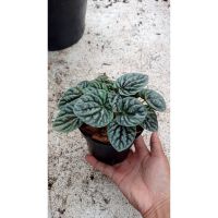 เปปเปอร์โรเมียหน้าย่น Peperomia caperata  Red and Green luna   165 บาท