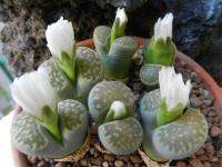 Lithops julii ssp. Fullergreen (10 เมล็ด)