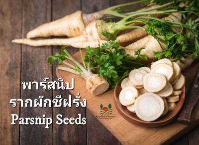 🍃พาร์สนิป เมล็ดพันธุ์รากผักชีฝรั่ง Parsnip Seeds รากผักชีฝรั่ง บรรจุ 10 เมล็ด 🍃