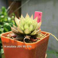 H.oculata JDV90-076 รหัส A111