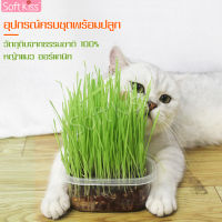 ชุดปลูกหญ้าแมว ชุดปลูกข้าวสาลี ปลูกง่ายมาก หญ้าแมว ออแกนิค 100% ปลอดภัย ไร้สารพิษ เมล็ดข้าวสาลี เมล็ดต้นข้าวสาลี 1ห่อ บรรจุ 30 กรัม