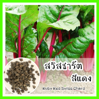 เมล็ดพันธุ์  รหัส 170 เมล็ดพันธุ์ OP แท้  สวิสชาร์ตสีแดง - Ruby Red Swiss Chard   สวิสชาร์ด ปลูกผัก ผักสวนครัว เมล็ดพันธุ์ผัก