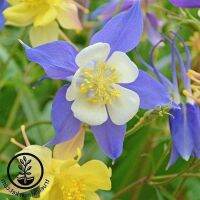 เมล็ดพันธุ์ Garden Seeds โคลัมไบน์ aquilegia vulgaris var. stellata columbine barlow 50 เมล็ด เมล็ดพันธุ์ Garden Seedsนำเข้าจาก อังกฤษ