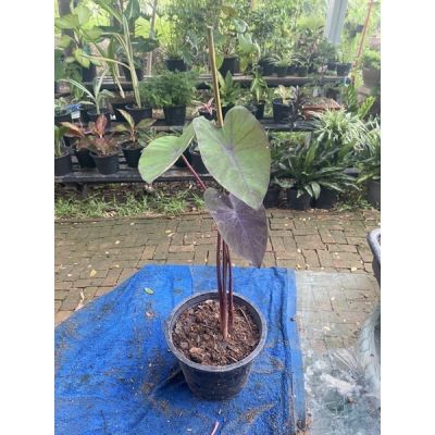 โปรโมชั่น+++++ บอนดำ Colocasia Black Magic พร้อมกระถาง 4 นิ้ว ราคาดี ต้นไม้ ฟอก อากาศ กระถาง ต้นไม้ ไม้ ประดับ ต้นไม้ ปลูก ใน บ้าน