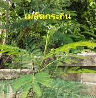 เมล็ดพันธุ์กระถิน 20 บาท 500เมล็ด กระถินบ้าน (ยอดหม่น กระถินกินยอด)