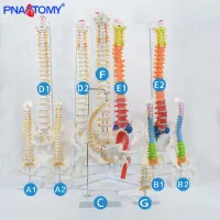 Model of human spine vertebra cervical lumbar spine ribs pelvic simulation bonesetting flexible medical teaching