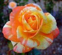 30 เมล็ด เมล็ดพันธุ์ กุหลาบ สตาร์แอนด์สไตร้พส์ Stripes Rose Seeds สี ส้ม-ขาว ดอกใหญ่ นำเข้าจากต่างประเทศ พร้อมคู่มือ เมล็ดสดใหม่