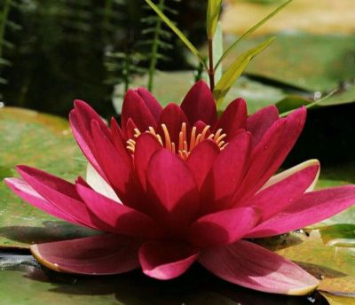 เมล็ดบัว 5 เมล็ด ดอกสีแดง เข้ม ดอกเล็ก พันธุ์แคระ จิ๋ว  ของแท้ 100% เมล็ดพันธุ์บัวดอกบัว ปลูกบัว เม็ดบัว สวนบัว บัวอ่าง Lotus seeds.