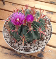 Plants Center พร้อมส่ง(richu)กระบองเพชร แคคตัส เฟโรแคคตัส หนามแดง cactus Ferocactus peninsulae Latispinus seeding ไม้เมล็ด