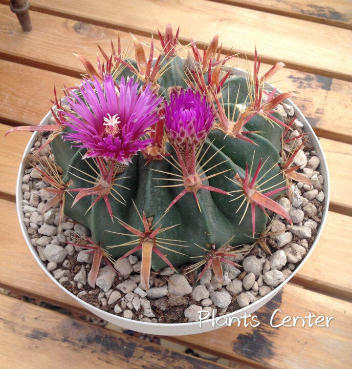 plants-center-พร้อมส่ง-richu-กระบองเพชร-แคคตัส-เฟโรแคคตัส-หนามแดง-cactus-ferocactus-peninsulae-latispinus-seeding-ไม้เมล็ด