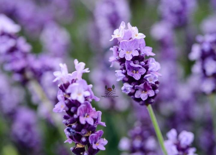 ลาเวนเดอร์-lavender-seed-เมล็ดพันธุ์ลาเวนเดอร์ฮอลแลนด์-บรรจุ-20-เมล็ด-10-บาท