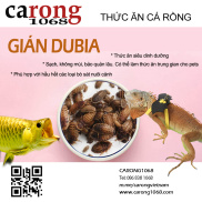 Gián Dubia sấy khô, thức cho hamter, nhím cảnh, cá rồng, bò sát