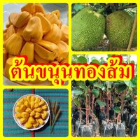 ต้นขนุนทองส้ม เนื้อสุกสีเหลืองทอง หอม หวาน ต้นพันธุ์ทาบกิ่งสูง 40-50 ซม.แข็งแรงพร้อมปลูก รับประกันพันธุ์แท้ 100%