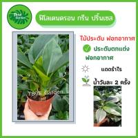 ( Pro+++ )++ ฟิโลเดนดรอนกรีน ปริ้นเซส Philodendron Green Princess ต้นไม้ฟอกอากาศ ต้นไม้ประดับ กระถาง 5 นิ้ว ราคาดี ต้นไม้ ฟอก อากาศ กระถาง ต้นไม้ ไม้ ประดับ ต้นไม้ ปลูก ใน บ้าน