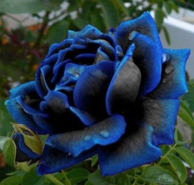 30 เมล็ด เมล็ดพันธุ์ กุหลาบ สีน้ำเงิน Rose Seed ดอกใหญ่ นำเข้าจากต่างประเทศ พร้อมคู่มือ เมล็ดสดใหม่