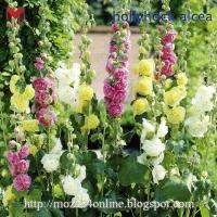 ดอกฮอลลี่ฮ็อค alcea #4สี (30เมล็ด)