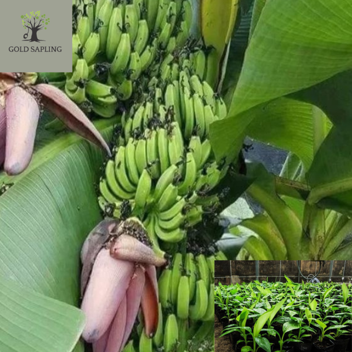 เนื้อเยื่อ-ต้นกล้าต้กล้วยมาฮอย-ต้นกล้วยปลูกเนื้อเยื่อ-ให้ผลผลิตสูง-เก็บเกี่ยวเร็ว-ผลหวานหอม
