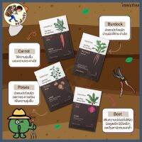 (พร้อมส่ง) Innisfree Jeju root energy mask มาส์กสูตรสูตร vegan จากพืชหัวใต้ติด ปราศจากส่วนประกอบของสัตว์ มาจากพืช 100% [ Me Wealth ]