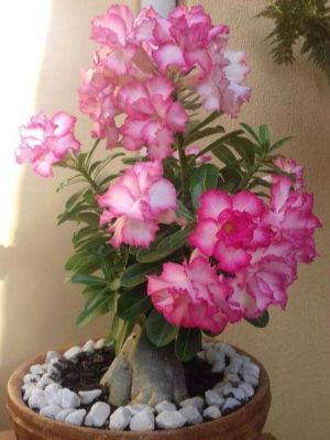 12 เมล็ด เมล็ดพันธุ์ ชวนชม สายพันธุ์ไต้หวัน ดอกสีชมพู Adenium Seeds กุหลาบทะเลทราย Bonsai Desert Rose ราชินีบอนไซ อัตรางอกสูง 70-80%