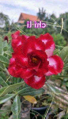 12 เมล็ด เมล็ดพันธุ์ Seeds Bonsai ชวนชม สายพันธุ์ไต้หวัน ดอกสีแดง Adenium Seed กุหลาบทะเลทราย Desert Rose ราชินีบอนไซ อัตราการงอก 80-90% มีคู่มือปลูก