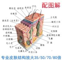 50 times the structure of human body skin tissue anatomy model medical plastic stereo amplifier model skin