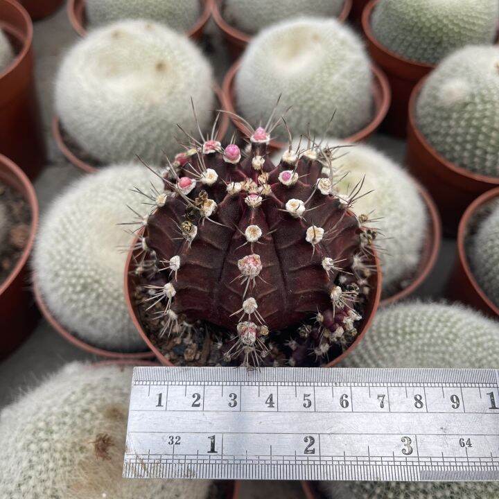 plants-center-พร้อมส่ง-zimd-กระบองเพชร-แคคตัส-cactus-gymnocalycium-mihanovichii-f-rubra-purple-6-7cm-grafting-ไม้ตัดกราฟ