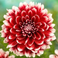 1 หัว/ออเดอร์ รักเร่ Dahlia rhizome สายพันธุ์ Red Fubuki หัวรักเร่ ดอกไม้ หัวหน่อ เหง้า นำเข้า เนเธอร์แลน