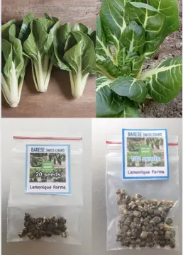 Ruby Red Rhubarb Swiss Chard Seeds