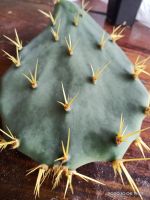 โอพันเทียทูน่า(Opuntia Tuna) หนามทอง หนามโหด 1 ใบ