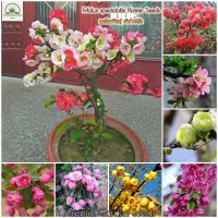 HOT** เมล็ดพันธุ์ ต้นไห่ถัง (Malus spectabilis Seeds) ดอกไม้จริง ต้นดอกไม้สวยๆ ต้นไม้มงคล for Planting （บรรจุ 100 เมล็ด） ส่งด่วน พรรณ ไม้ น้ำ พรรณ ไม้ ทุก ชนิด พรรณ ไม้ น้ำ สวยงาม พรรณ ไม้ มงคล