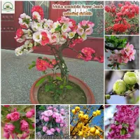 ( Promotion+++) คุ้มที่สุด เมล็ดพันธุ์ ต้นไห่ถัง (Malus spectabilis Seeds) ดอกไม้จริง ต้นดอกไม้สวยๆ ต้นไม้มงคล for Planting （บรรจุ 100 เมล็ด） ราคาดี พรรณ ไม้ น้ำ พรรณ ไม้ ทุก ชนิด พรรณ ไม้ น้ำ สวยงาม พรรณ ไม้ มงคล