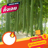 เมล็ดบวบหอมยาว - Long Luffa ซอง30เมล็ด  กินได้ รสชาติเหมือนบวบหอมทั่วไปคะ